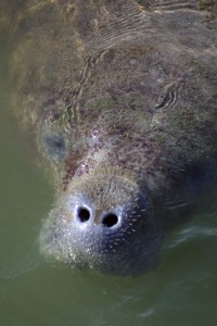 A manatee surfaces at the MVC. The clean, warm water of the Big Bend Power Station discharge canal has drawn more than 330 manatees at one time for the public to see up close. 