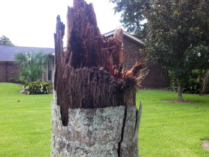 Here's the palm tree stump with the nest inside exposed to the elements... 
