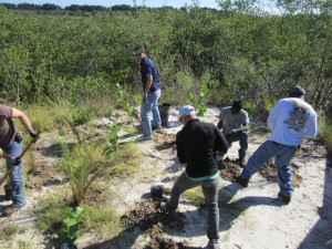 Tampa Electric team members donate time to add Florida-friendly plants along the boardwalk that leads to the new 50-foot wildlife observation tower at Tampa Electric's Manatee Viewing Center.