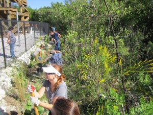 Team members add plants near Big Bend Power Station's clean warm-water discharge canal. 