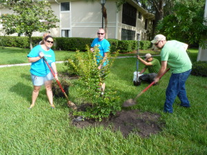 The volunteers plant another tree.