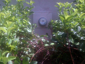 An example of a customer meter that's difficult to get to because of the shrubbery (and other things not readily visible).