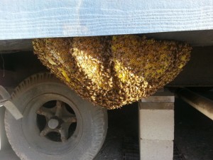 The beehive the bees built beneath a contractor's trailer at Bayside.