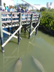 Manatees appreciate the warm water at Tampa Electric's Manatee Viewing Center.
