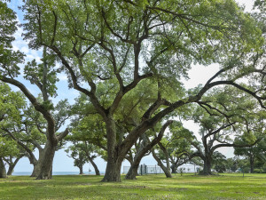 You can't buy or install live oaks like these...but if you plant one on your property as an investment in the future, this is the kind of magnificence you can expect.