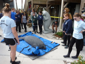 A rehabilitated manatee named Rocky Balboa gets ready to swim free at the Manatee Viewing Center.