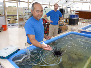 Elsewhere at the Florida Conservation and Technology Center, with the Florida Aquarium, are John Than, foreground, and Craig Johnson in this photo from 2015. Than is holding a long-spine black urchin, one of many species that will be at the center as the facility grows. 