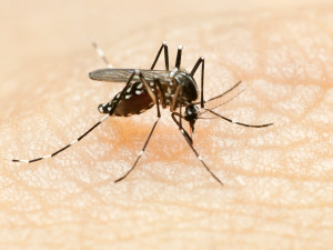 Mosquitoes: From your yard to your skin - or someone else's.