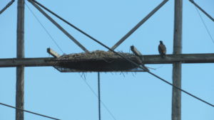 A young bald eagle perches beside a nest that needs to be moved. If you see a nest near electrical wires like this, let us know about it by going to the Contact Us section of this website.