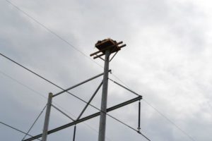 ...and in the end, the eagle has a nice new spot for a nest: a high perch and no wires.