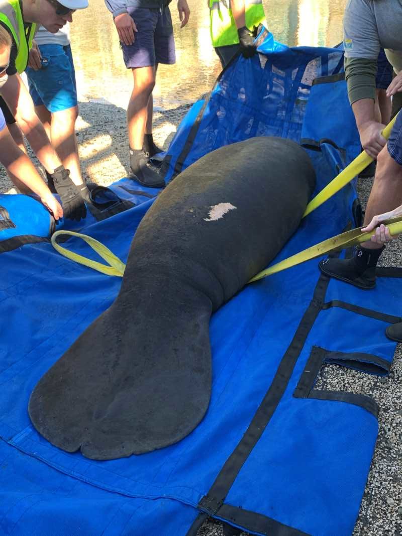 manatee being released